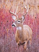 Dec17_WhitetailBuck.jpg