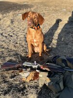 Barleys First Pheasant.jpg