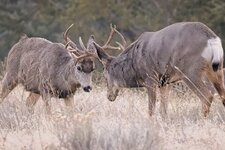 dec21_muley_spar.jpg