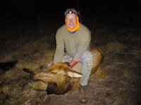 Cow elk 2012.jpg