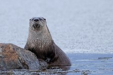 Dec31_otter_resized1mb.jpg