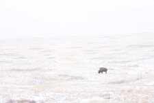 bison_fog_3Jan2025.jpg