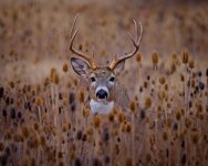 whitetailbuck_teasel.jpg