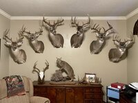 Deer Mounts - Dad.jpg