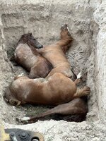 Horses-RFP-081423-5-768x1024.jpg