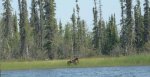 moose2.jpg moose2.jpg