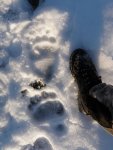 Grizzly Tracks 2.jpg