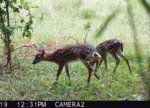 2 fawns.JPG
