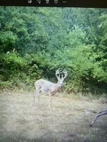 2022 deer1.jpeg