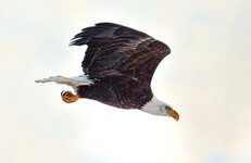 Jan16_bald_eagle.jpg