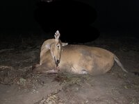 Nilgai Cow.JPG