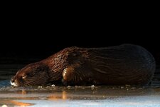 otter_sleeping_level.jpg