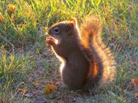 Squirrel Oct 22 2015.jpg