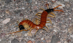 AZ Giant Centipede.jpg