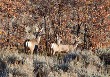 Mule Deer Migration.jpg