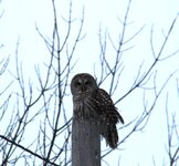 River Rousseau - Barred Owl - 9FEB25.jpeg