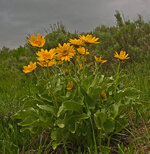 HBV Flowers 2.jpg