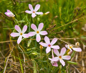 HBV Flowers.jpg