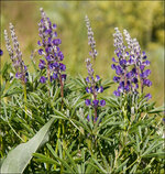 HBV Purple Flowers Web Use.jpg