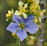 HBV Small Purple Flower.jpg