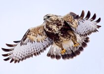 roughleg_hawk_resize2048.jpg