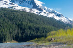 Moose and Mountains-2.jpg