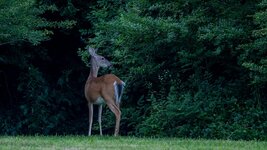 deer-with-nice-tail.jpg