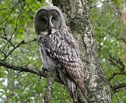 Great_Grey_Owl.jpg