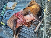 Mouflon Blown out guts.jpg