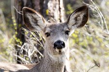 Muledoeportrait.jpg