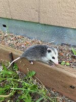 IMG_6342.jpeg