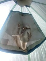 IMG_3605.jpeg