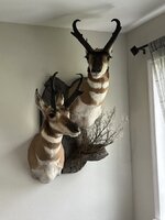 IMG_8085.jpeg