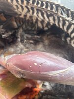 IMG_0573.jpeg