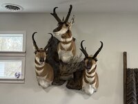 IMG_1801.jpeg