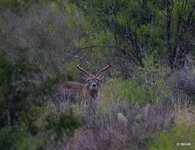 76-IMG_62012X-Standard.JPG