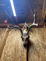 IMG_6556.jpeg