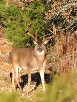 73-IMG_7137X-Motion.JPG