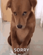 sorry-dog.gif