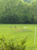 IMG_5255.jpeg