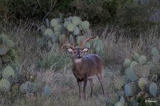 13-IMG_3917X-Focus.JPG
