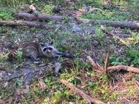 IMG_1851.jpeg