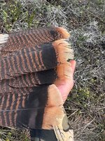 IMG_7247.jpg