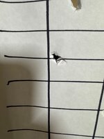 IMG_3043.jpeg