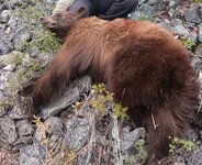 bear .jpg