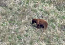 bear 1.png