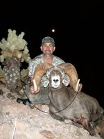 Desert Bighorn 1.JPG