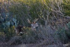 67-IMG_46751X-Focus.JPG