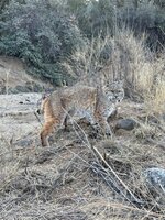 IMG_1806.jpeg
