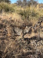IMG_1732.jpeg